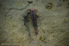 Squillidae