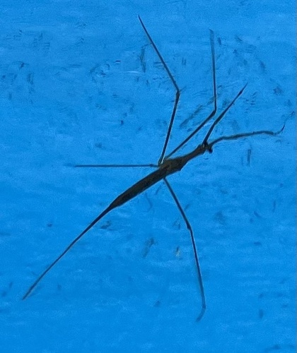 Ranatra