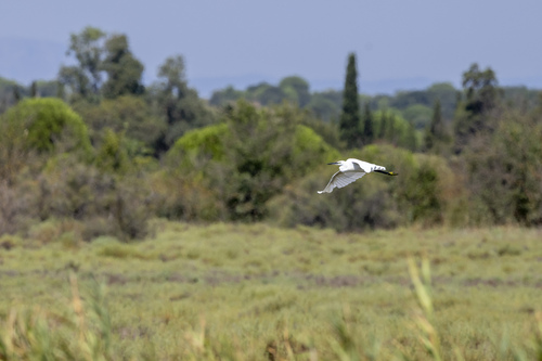 iNaturalist image