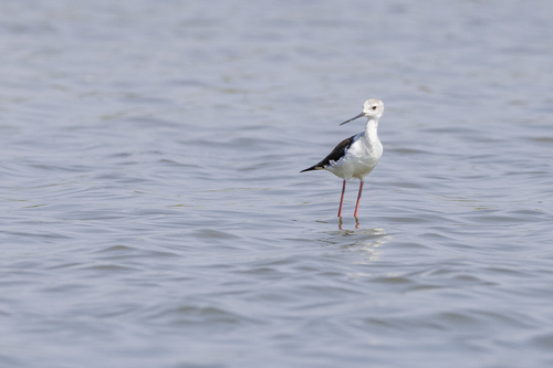 iNaturalist image