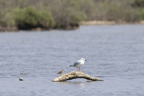 iNaturalist image