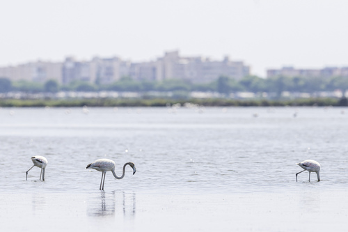 iNaturalist image