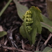 Common Moonwort - Photo (c) anna_efimova, some rights reserved (CC BY-NC), uploaded by anna_efimova