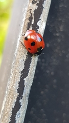 Coccinella septempunctata