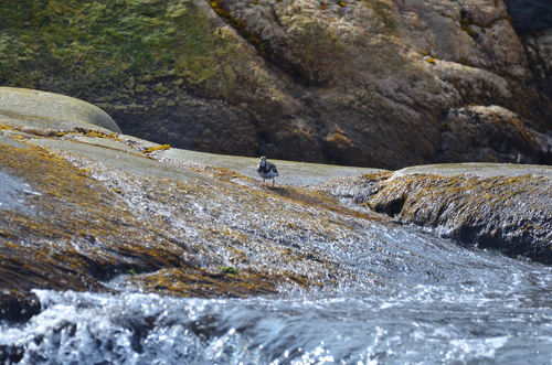 iNaturalist image