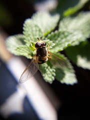 Eupeodes corollae
