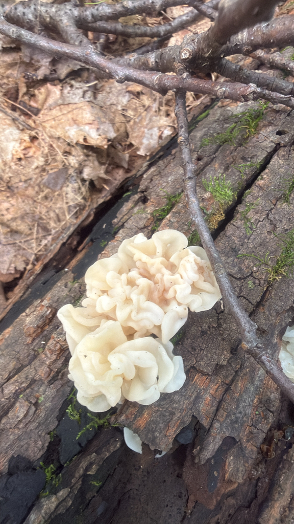 white jelly fungus · September 2026 · photo: Photo: (c) Jude Kesl, some rights reserved (CC BY) · iNaturalist