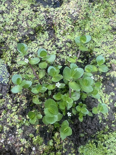 Bacopa rotundifolia, 2026-09-09
