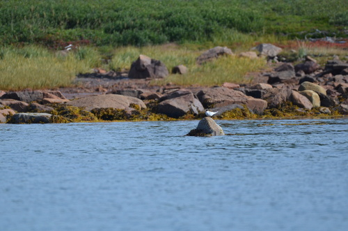 iNaturalist: (c) Kayla Brown, some rights reserved (CC BY-NC), uploaded by Kayla Brown iNaturalist image