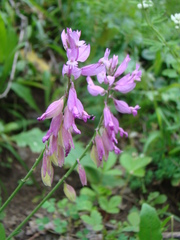 Polygala comosa