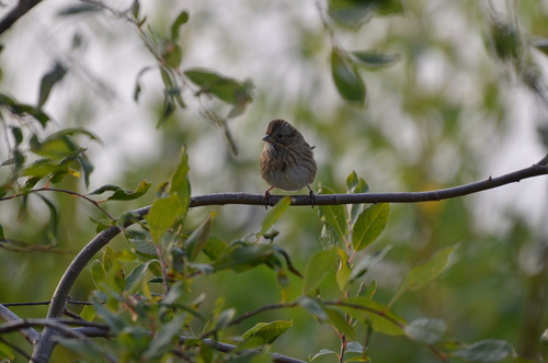 Lincoln's Sparrow