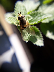 Eupeodes corollae