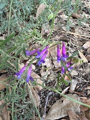 Vicia villosa, photograph author not stated, no rights reserved