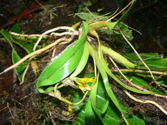 Brassia andina
