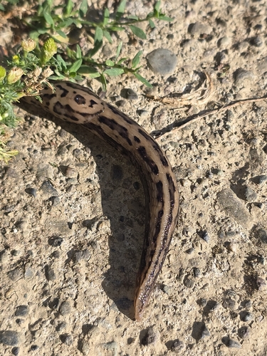 Leopard Slug