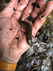 Desmognathus fuscus