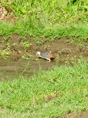 Amaurornis phoenicurus