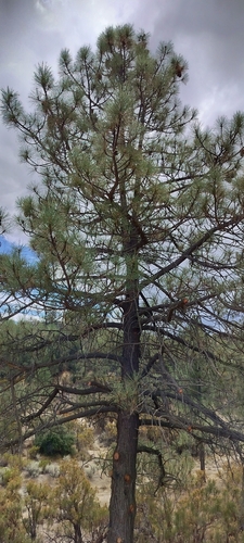 Pinus coulteri, photograph 4