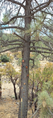 Pinus coulteri, photograph 5