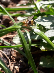 Eupeodes corollae