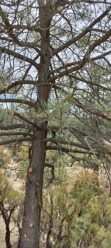 Pinus coulteri, photograph 6
