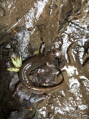 Desmognathus fuscus
