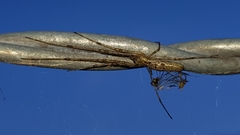 Tetragnatha