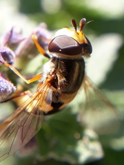 Eupeodes corollae