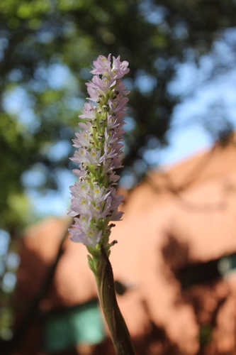 Pontederia sagittata, photograph 1