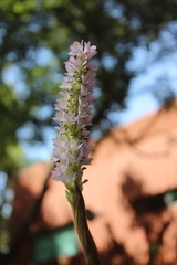 Pontederia sagittata