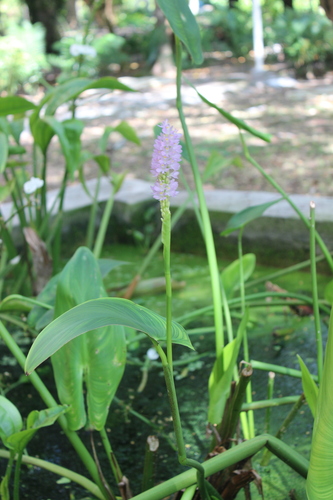Pontederia sagittata, photograph 2