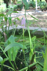 Pontederia sagittata, photograph (c) Douglas Caro Lopez, some rights reserved (CC BY)