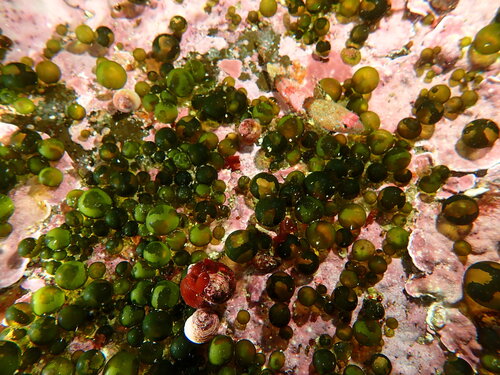 Derbesia marina observed 2026-09-07