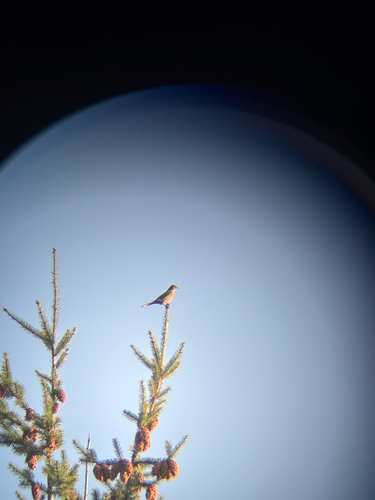 Townsend's Solitaire