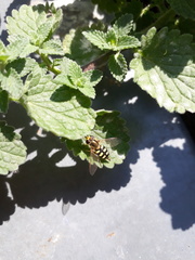 Eupeodes corollae