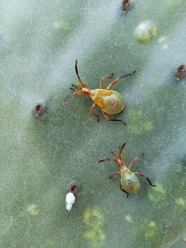 Cactus Coreid Bug