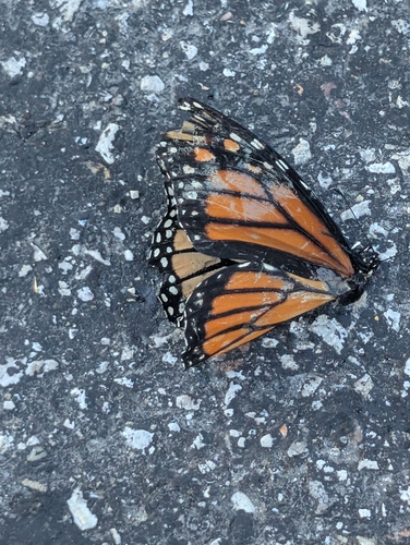 Monarch