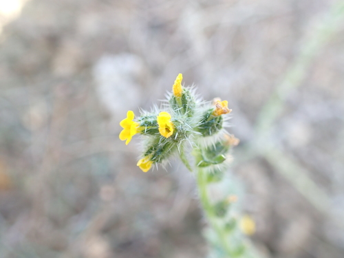 Amsinckia menziesii