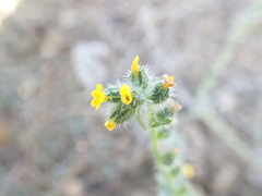 Amsinckia menziesii