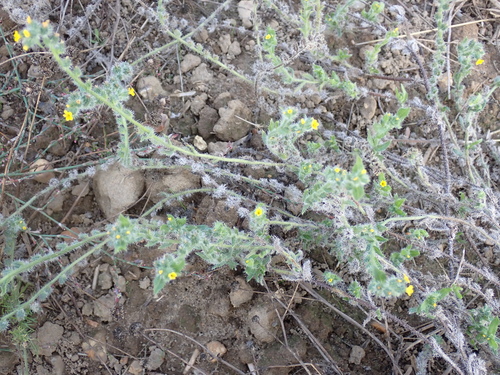 Amsinckia menziesii, photograph 1