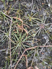 Littorella uniflora, photograph (c) Ewan Shilland, some rights reserved (CC BY)