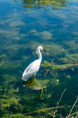 Snowy Egret photographed in Colorado
