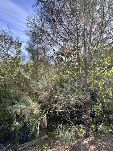 Pinus sabiniana, photograph 2
