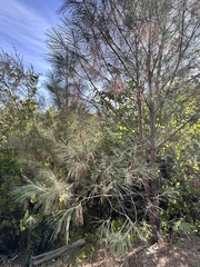 Pinus sabiniana, photograph author not stated, no rights reserved