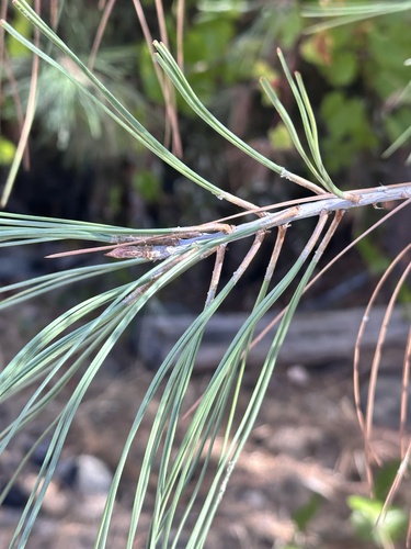 Pinus sabiniana, photograph 3
