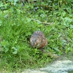 Ondatra zibethicus
