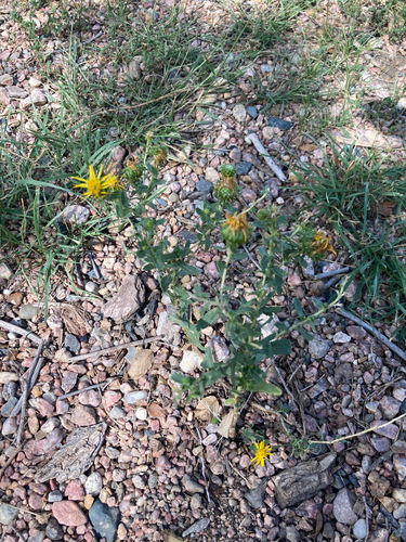 Curlycup Gumweed