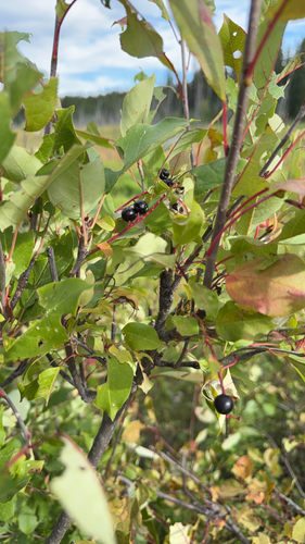 chokecherry