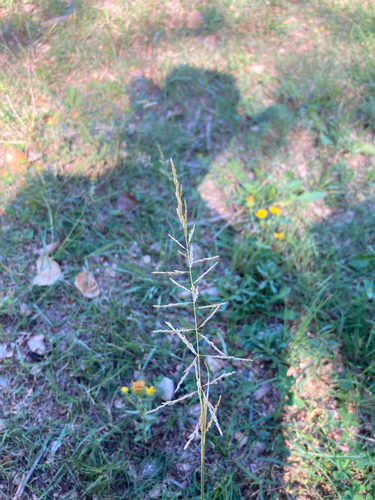 Sand Dropseed