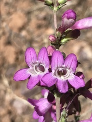 Penstemon confusus